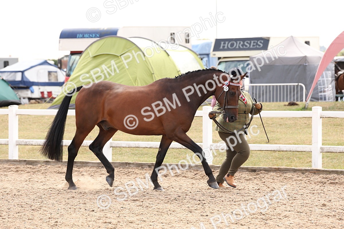 SBM_15340 - Class 210- IH Show Horse
