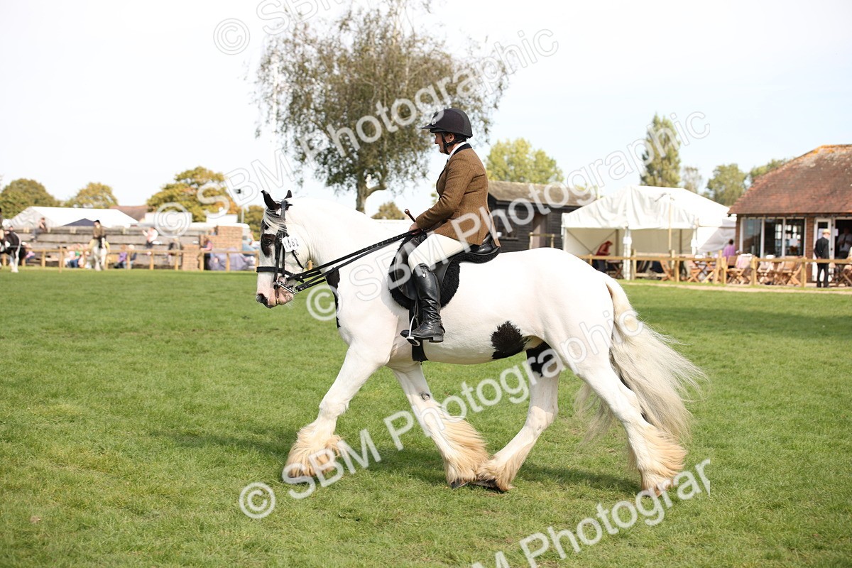 SBM_70113 - S65 - Piebald & Skewbald Horse Ridden