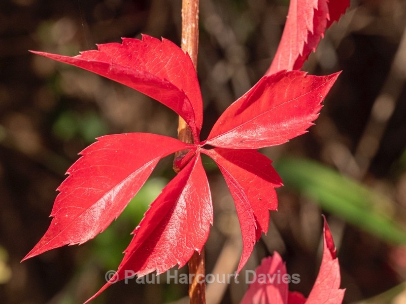 Virginia creeper (Parthenocissus quinquefolia) - Podere Montecucco autumn colour in the garden - Autumn Colours 2020
