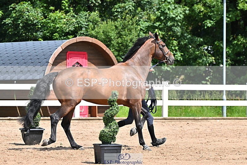 240718A-105249-01202 - Trot Up 12pm to 1pm