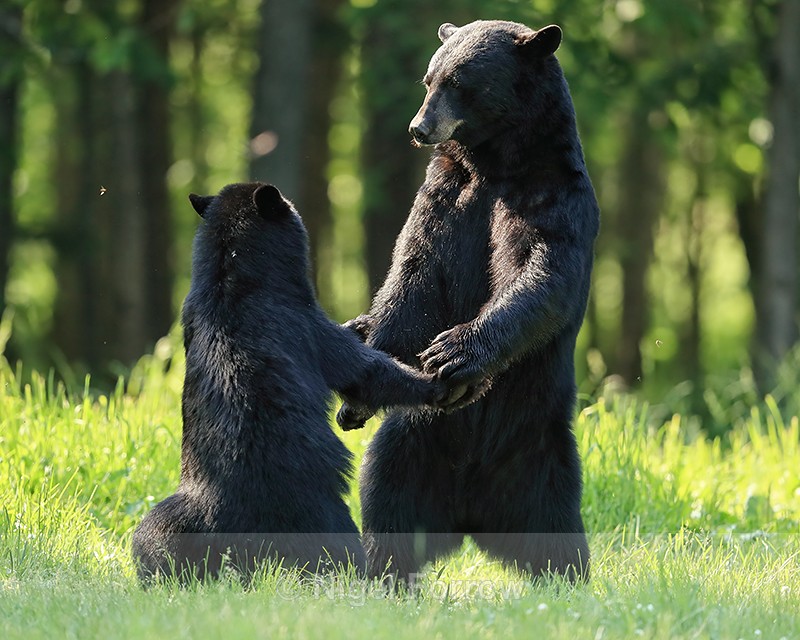 Black Bears standing, Minnesota, USA - American Black Bear