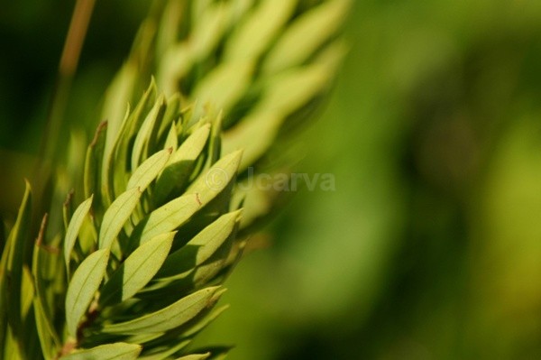 Green Reflections - Flowers and Plants