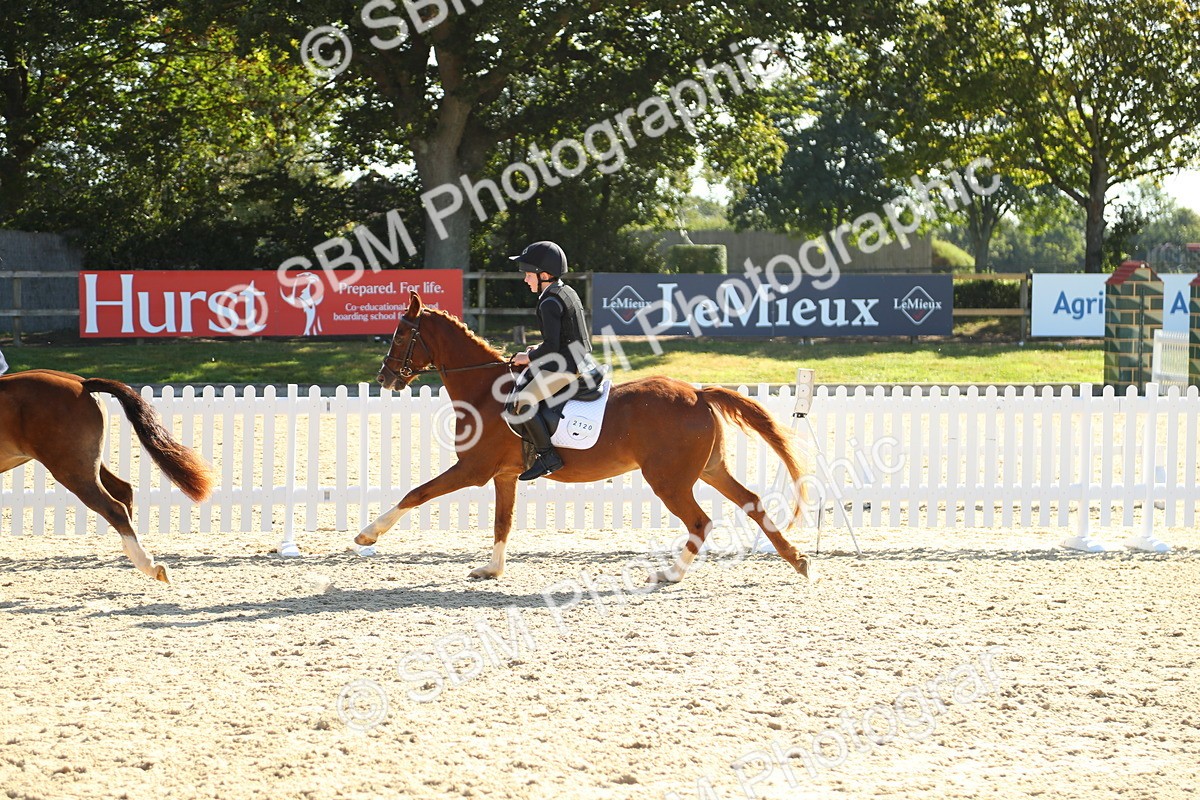SBM_36079 - J5 - Junior Pony 50cm Championship