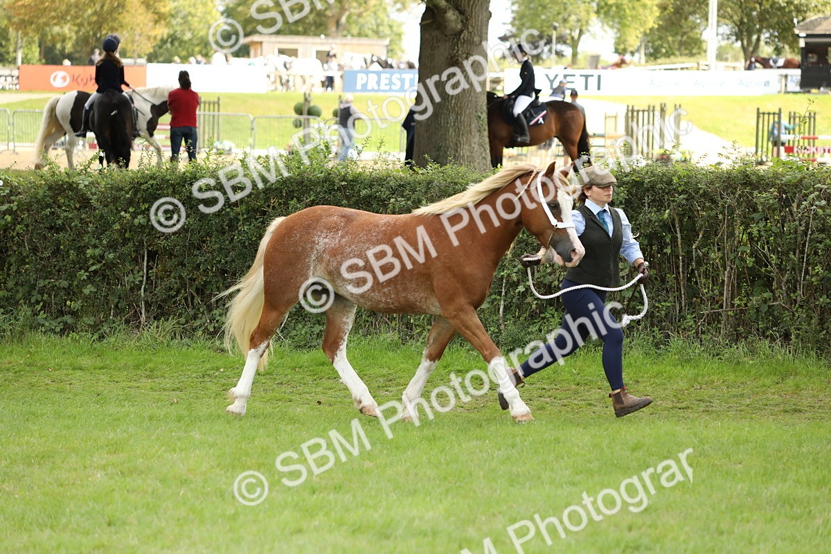 SBM_65391 - S47 - Mountain & Moorland In Hand Large Breeds