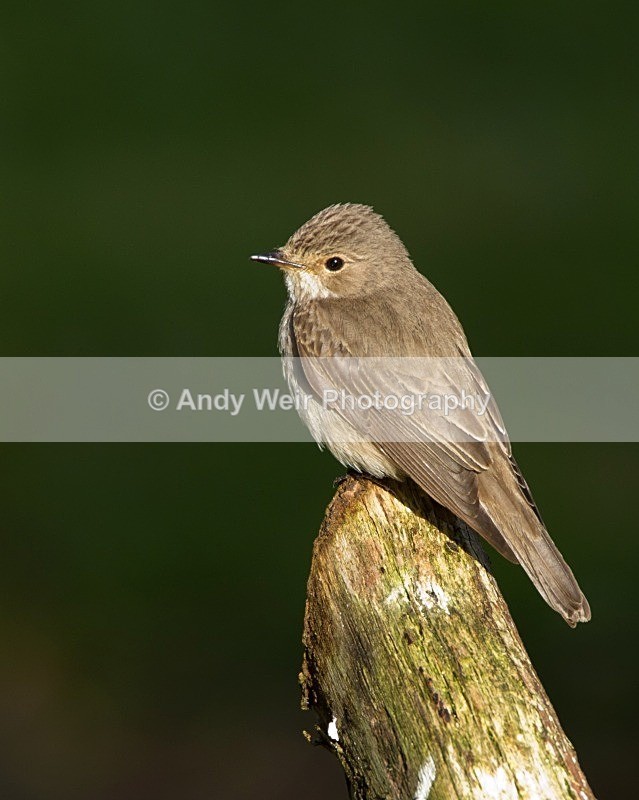 20110613-IMG_5733 - Flycatchers