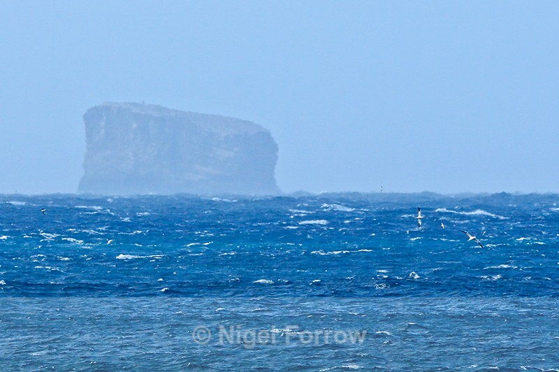 Eldey, the final refuge of the Great Auk - Iceland