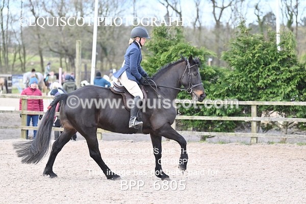 BPP_6805 - RING 1  (RIDDEN HORSES / IN HAND / VETERAN ETC)