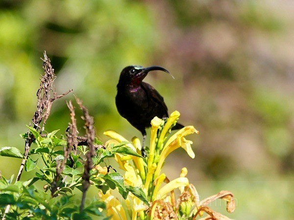 Amethyst Sunbird - Sa - BIRDS & INSECTS