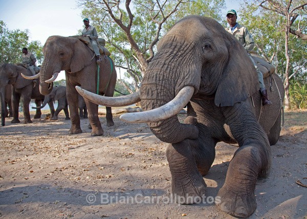 Elephant Encounter Zambia - African Safari Tour 09 Zambia, Botswana,Namibia & South Africa