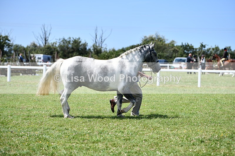DSC_7462 - Class 63: Coloured Horse Youngstock