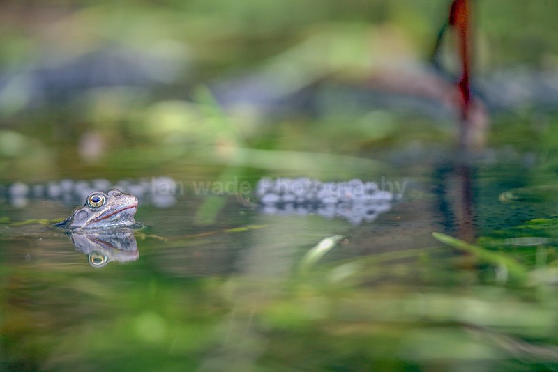 - Reptiles, amphibians & pond life, Great Britian