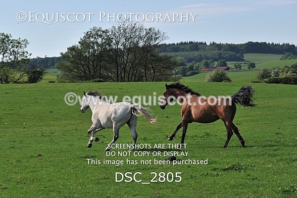 DSC_2805 - ARCHIVE REQUEST - Quincy and Guinness