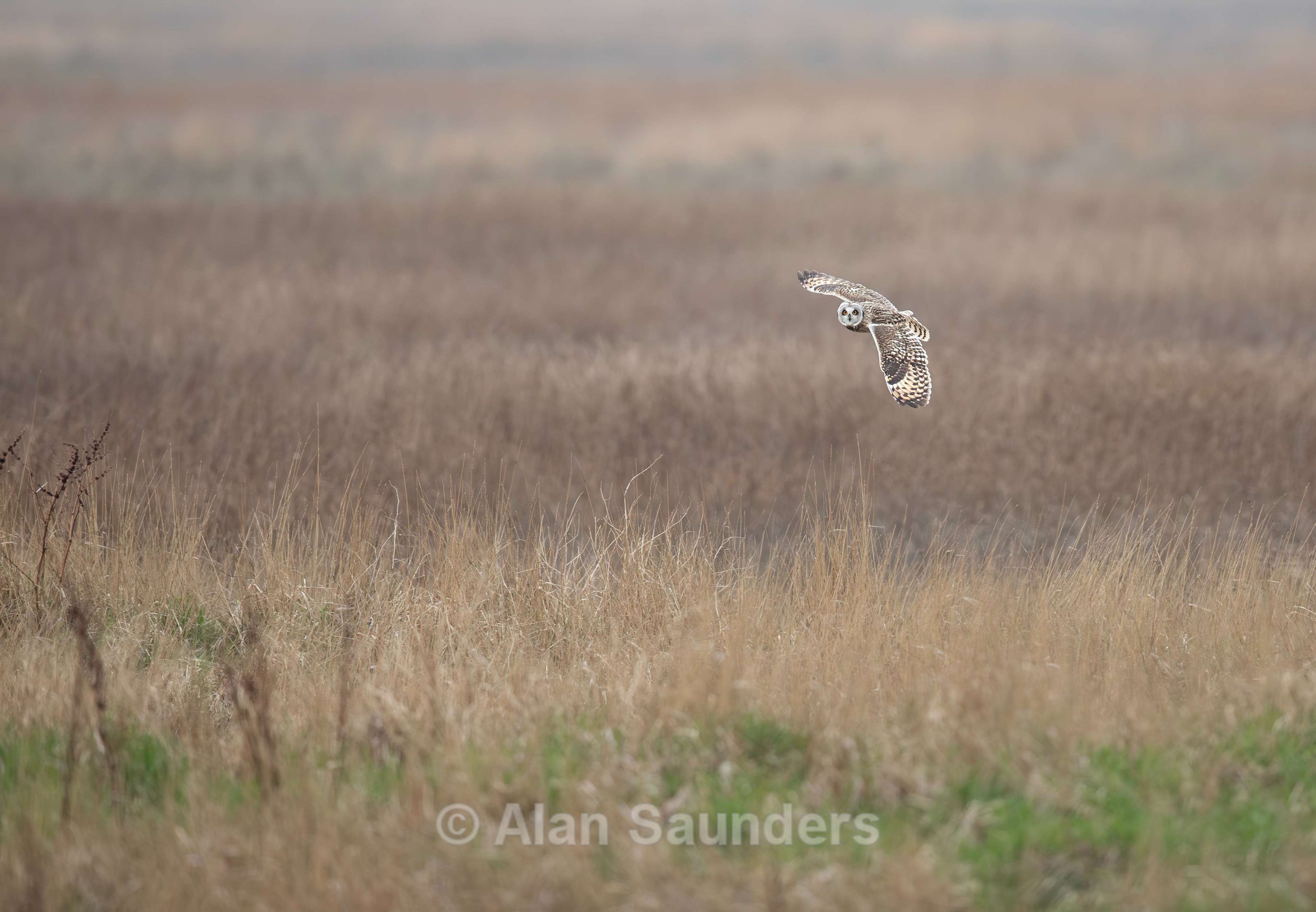 Short Eared Owl