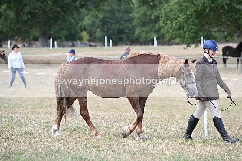 WJ6_6395 - Class 20 In-hand Cob