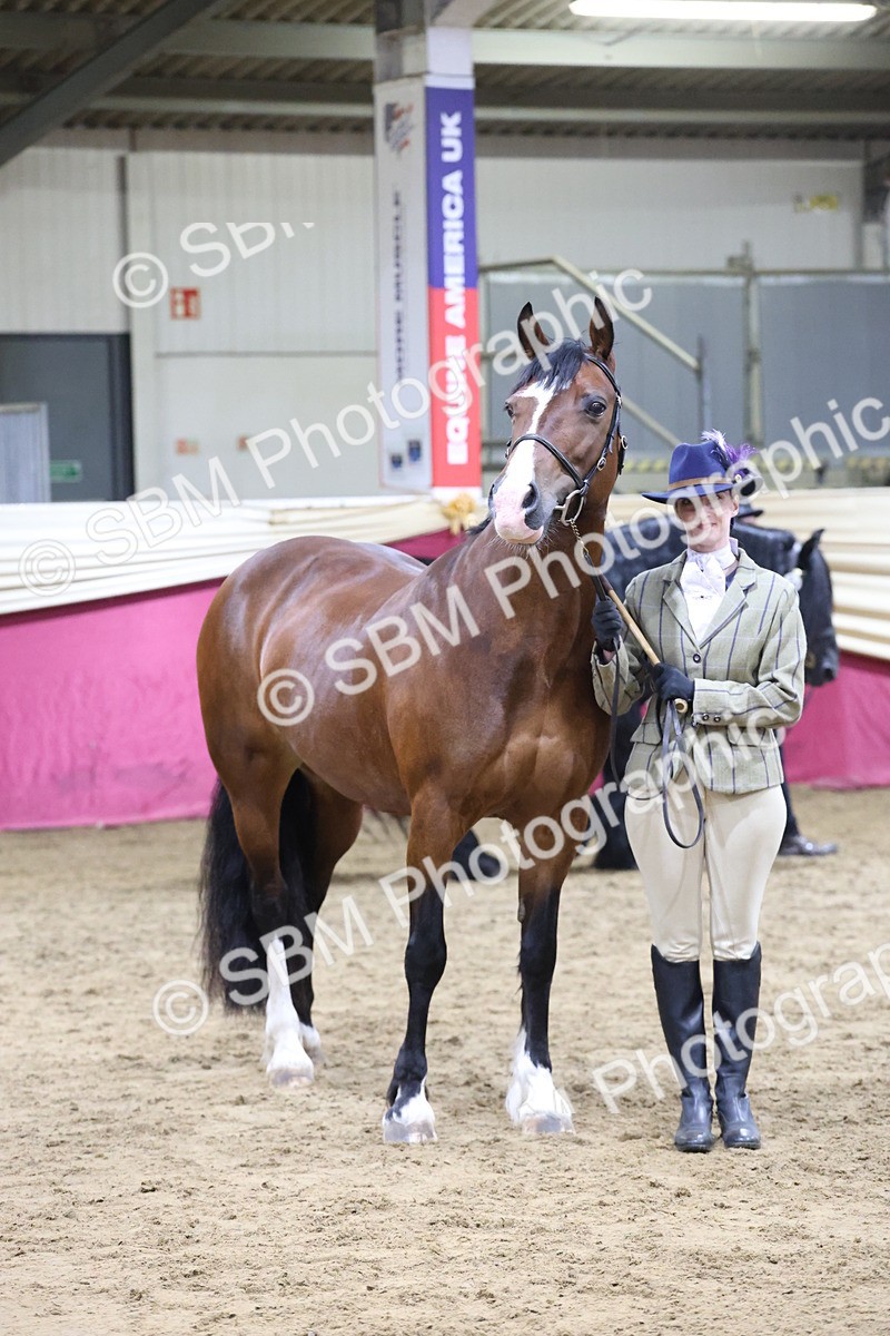 SBM_20443 - Class F - IH Small (148cm & Under)Champ