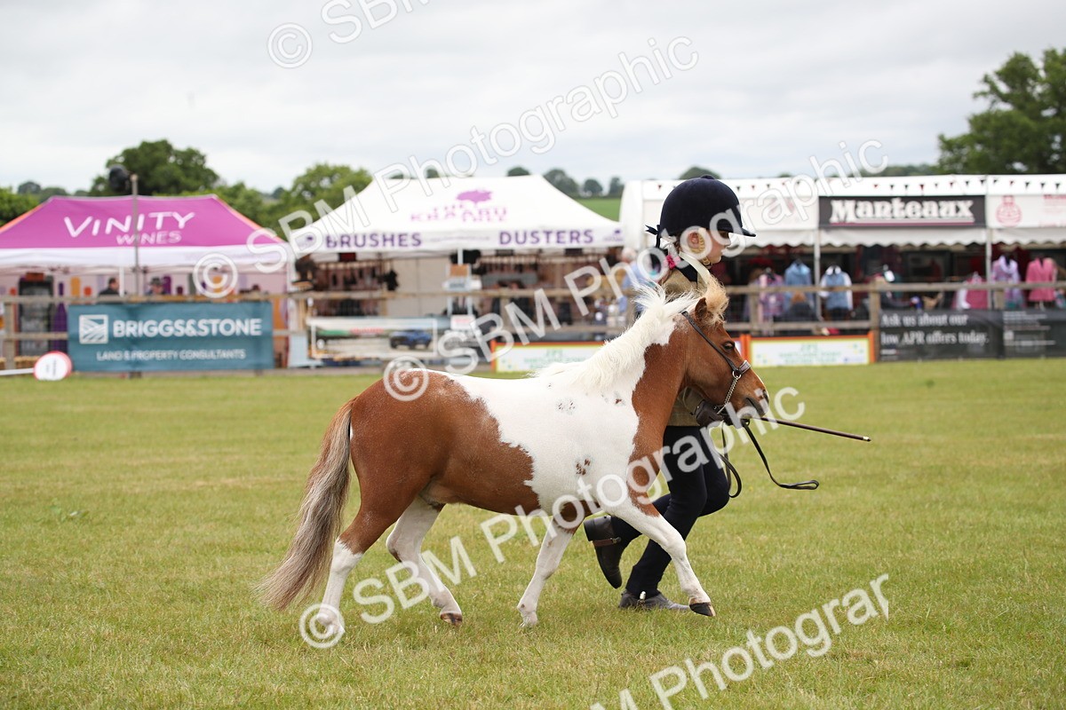 SBM_03952 - Class 23-25 - British Miniature Horse of the Year