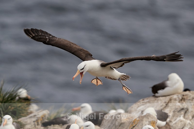 Black-browed Albatross on landing approach to colony, Falklands - Black-browed Albatross