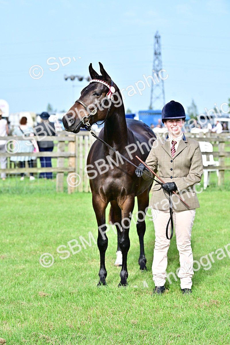 SBM_00064 - Class 46-49 - Arab and Part Bed-Anglo Arab In Hand