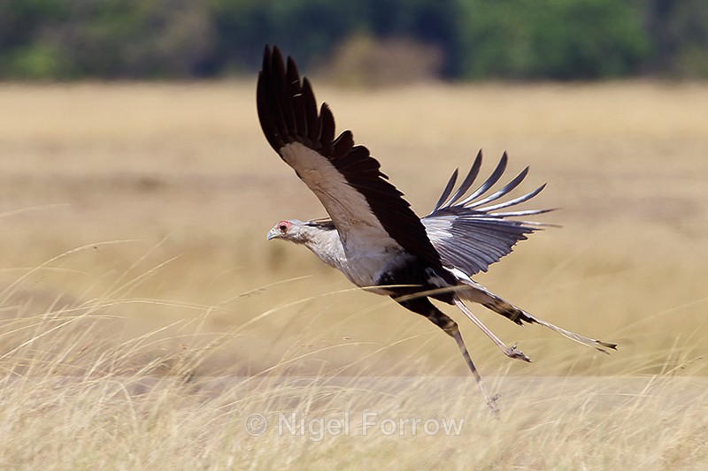Secretarybird taking off in the Masai Mara - Secretarybird