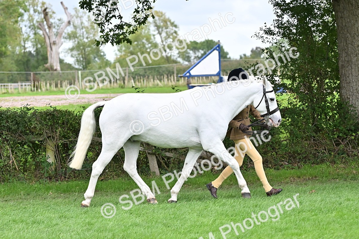 SBM_64945 - S50 - Show Pony & Show Hunter Pony In Hand