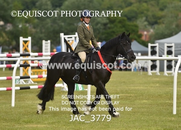 JAC_3779 - 75CM WORKING HUNTER