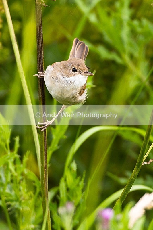 20120714-_MG_0386 - Whitethroat