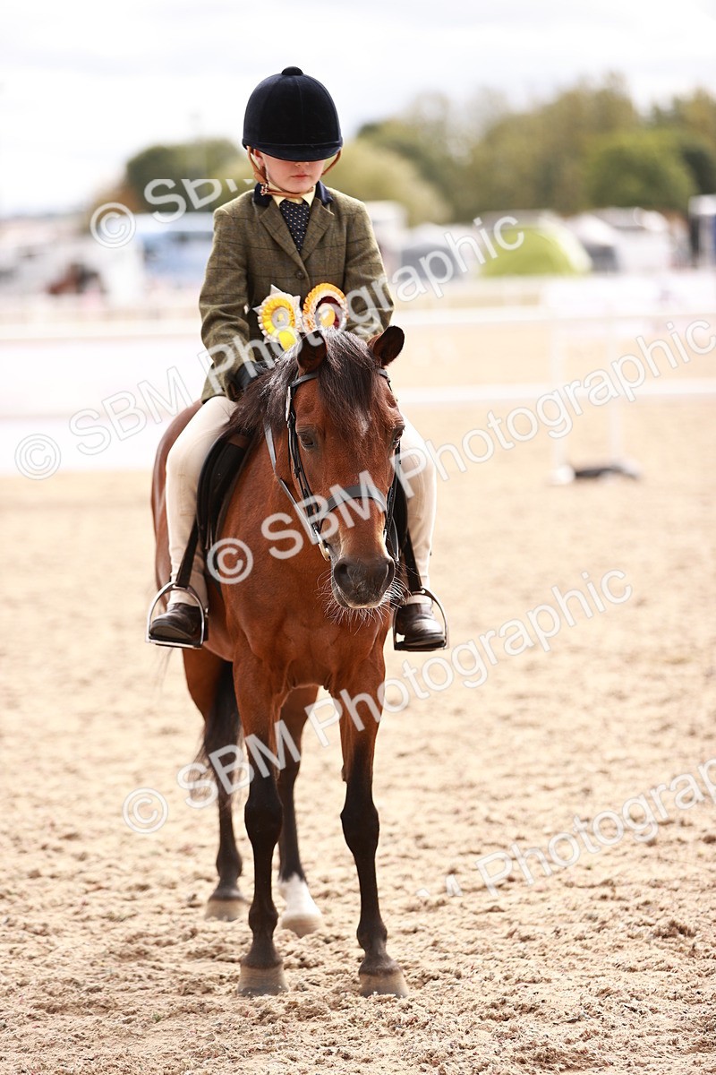 SBM_18270 - Class 416 - Prettiest Mare (IH or Ridden)Jnr