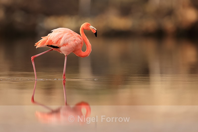 American Flamingo reflection, Floreana, Galapagos - American Flamingo