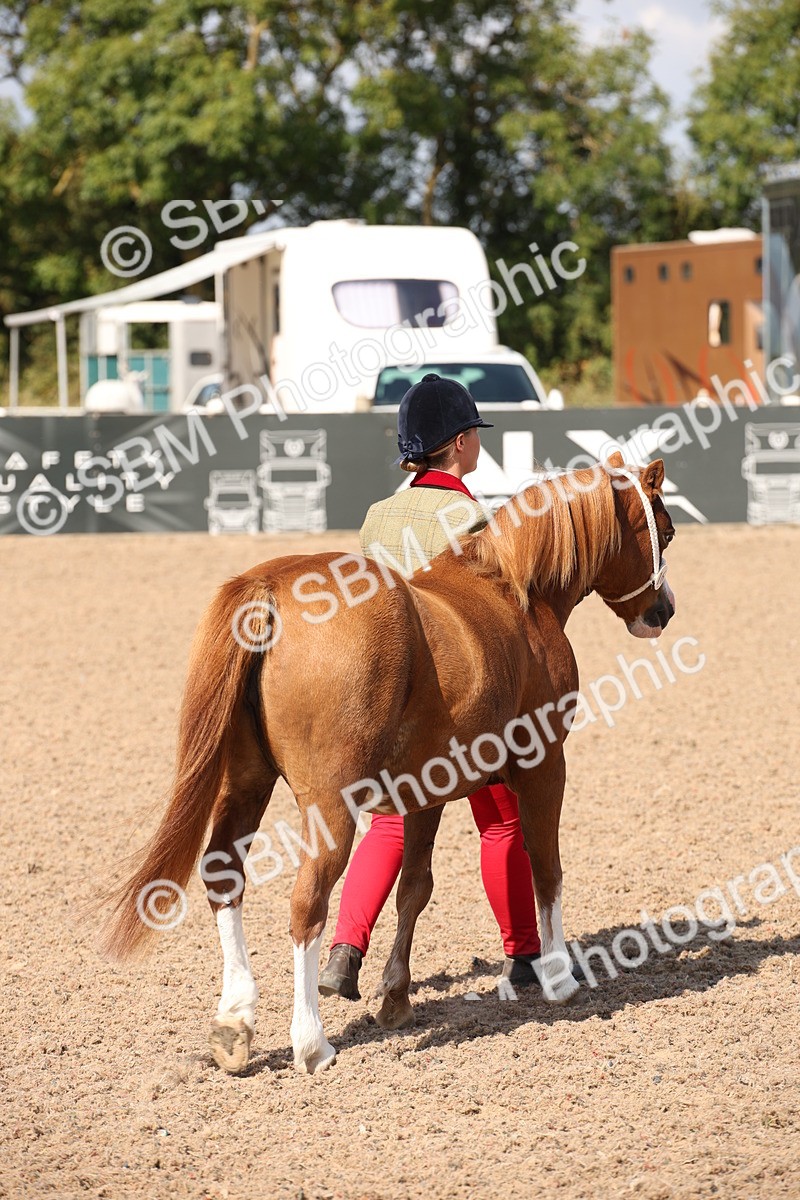 SBM_03032 - Class 17 Prettiest Mare IH or Ridden
