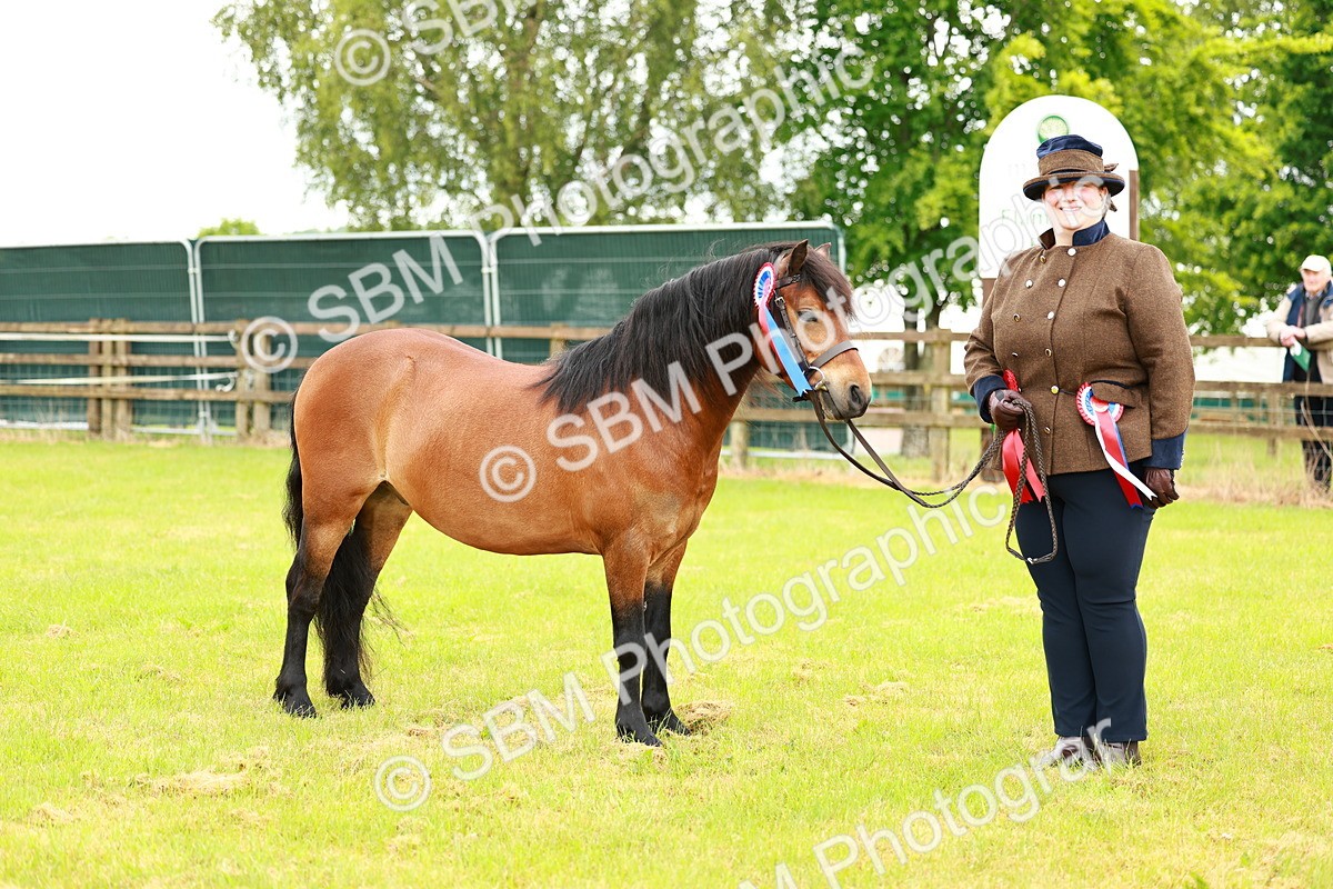 SBM_00301 - Class 58-67 - M&M Non Welsh Pony In hand