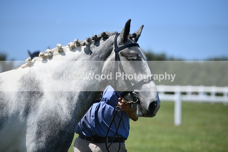 DSC_7543 - Class 63: Coloured Horse Youngstock
