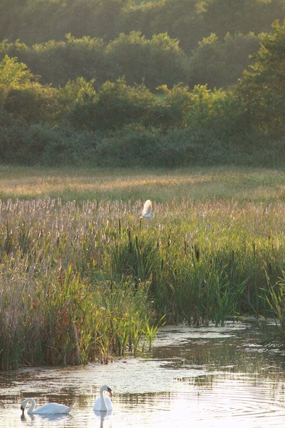  - Birds, swans and gulls