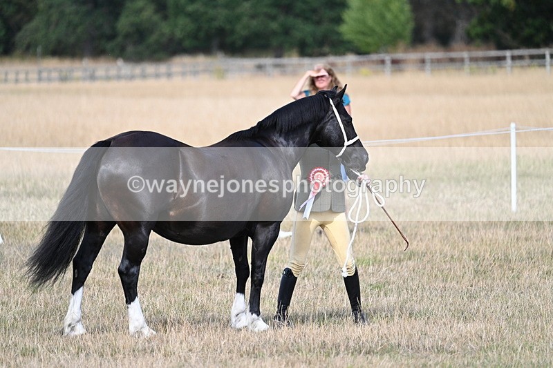 WJ7_8253 - In-hand Championship