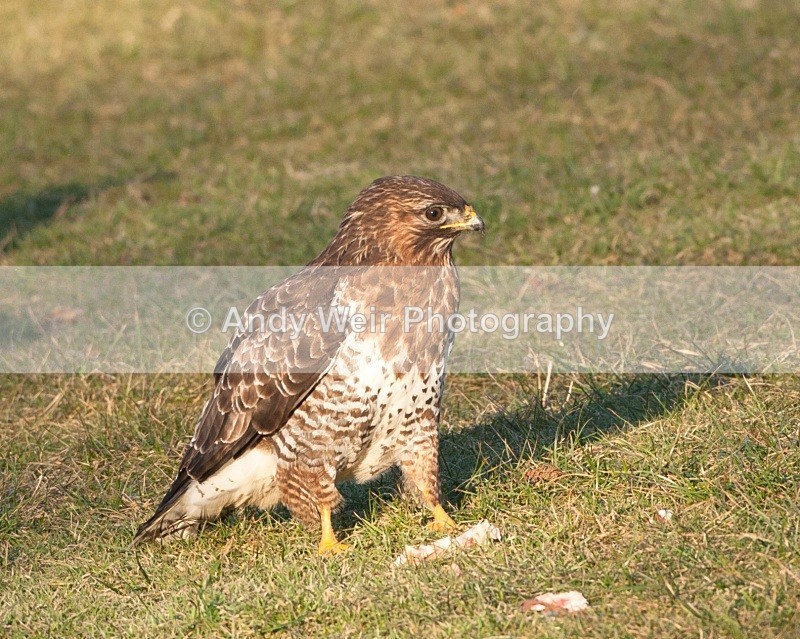 20100130-Gigrin 076 - Common Buzzard