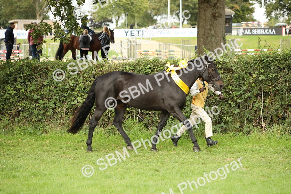 SBM_75356 - Equitation Supreme Championship
