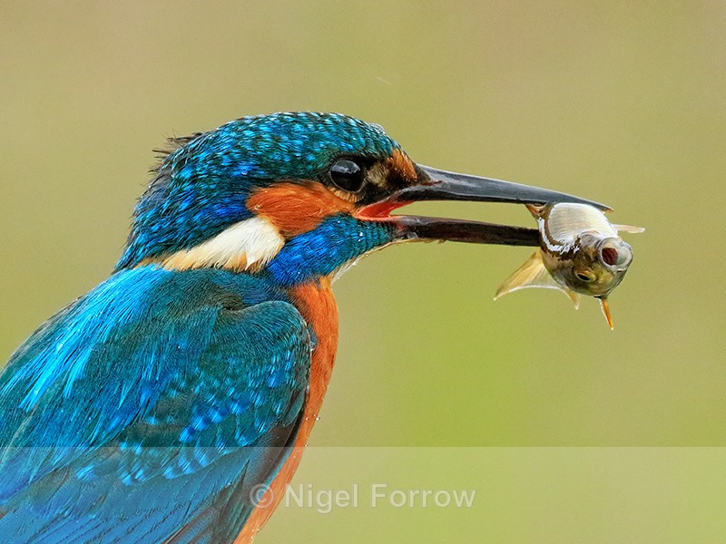 Kingfisher (male) with fish, Scotland - Kingfisher