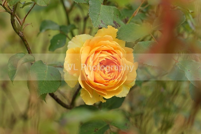 An Orange Rose - Plants and Trees
