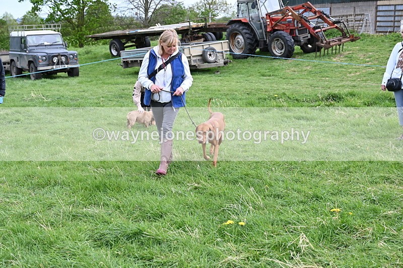 WJ6_8149 - Class 2 Best Pedigree