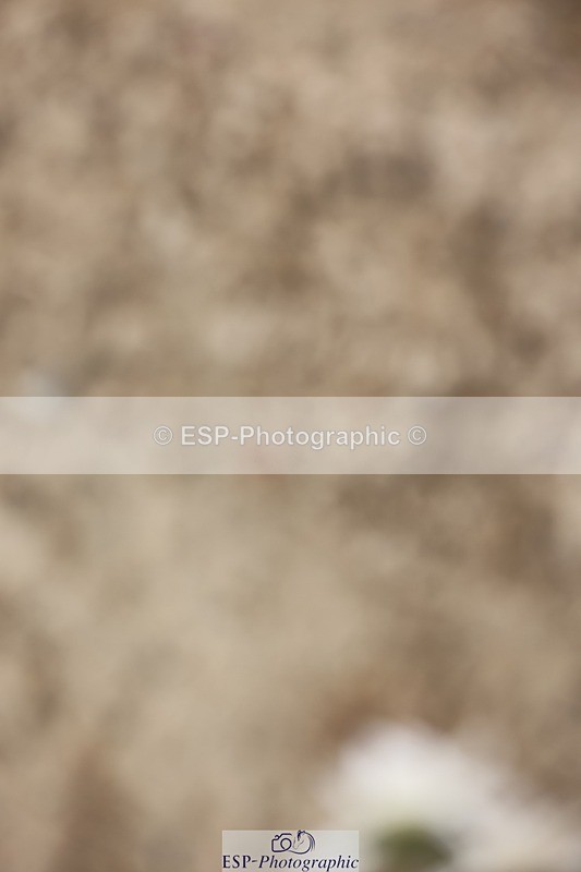 240810-170144-04496 - PSG Gold