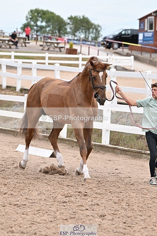 250716-143352-01202 - Trot Up 2.30 to 3.30