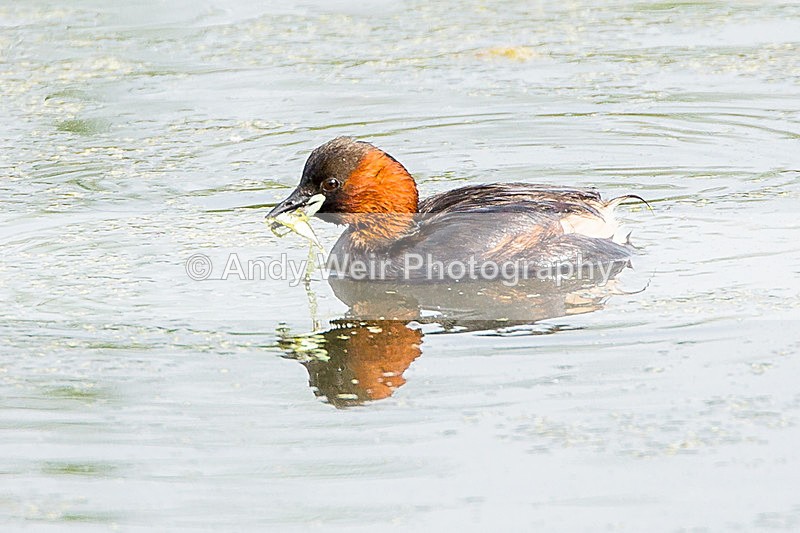 20140726-3K8A3914 - Gt. Crested & Little Grebes