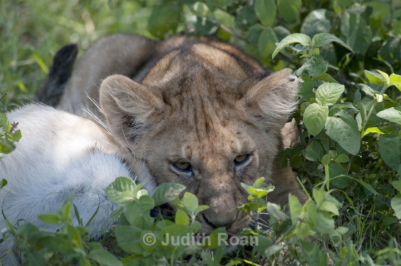 Two Lion Cubs - Tanzania Birds and Mammals
