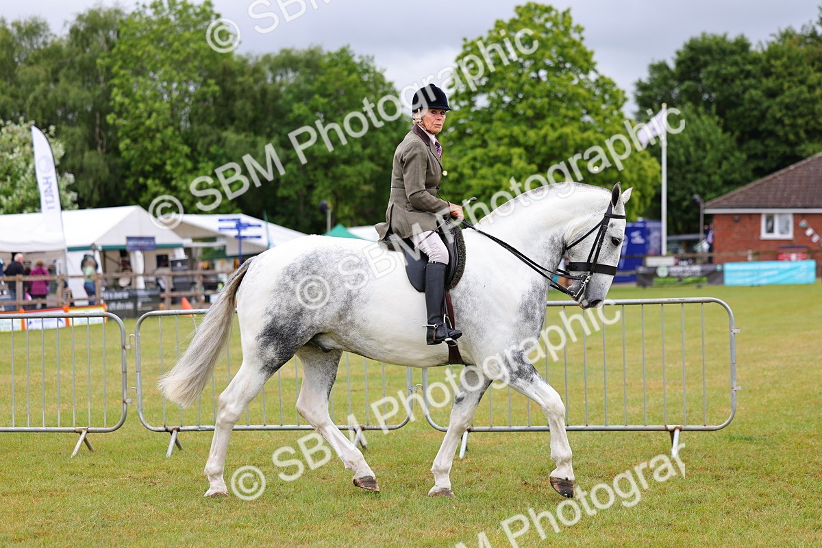 SBM_02481 - Class 9-11 Side Saddle including LIHS Rising Star Ladies Show Horse