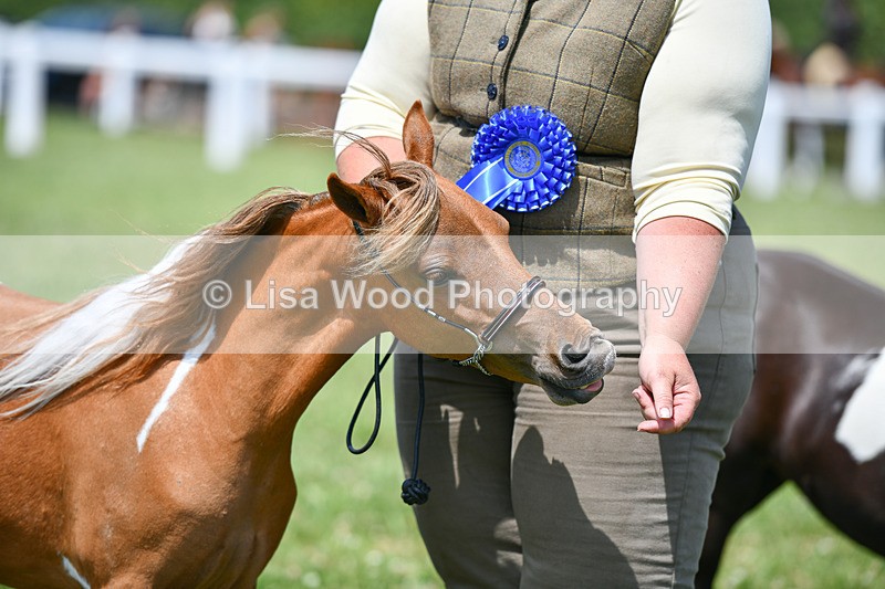 DSC_7430 - Class 62: Coloured Pony Youngstock