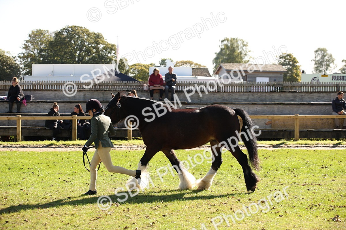 SBM_36652 - S10 - Best In Hand Horse & Pony