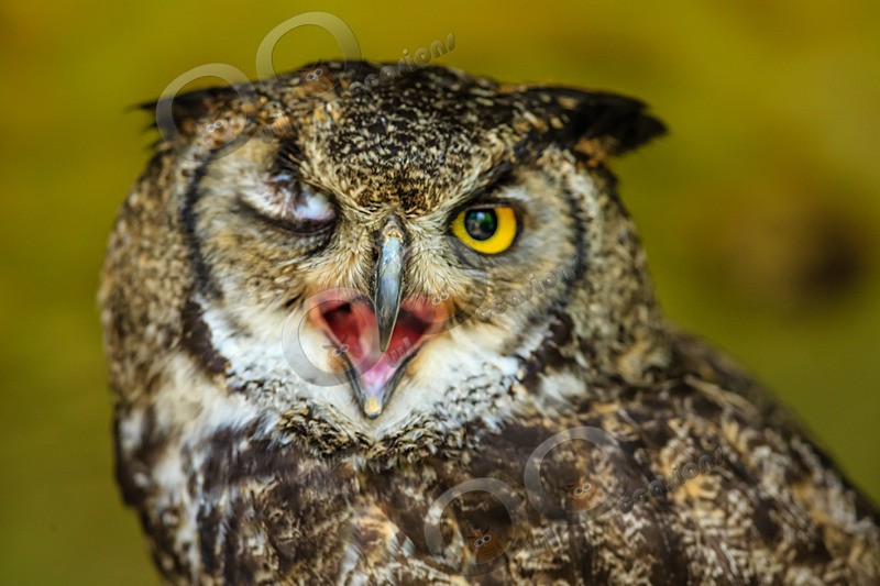 Great horned owl Bubo virginianus-7786 - Owls of the World