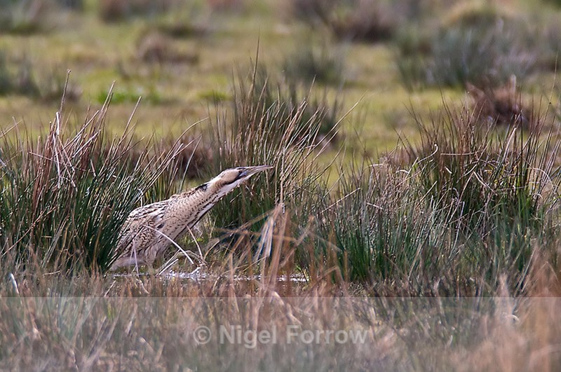 Bittern on Big Otmoor - Bittern
