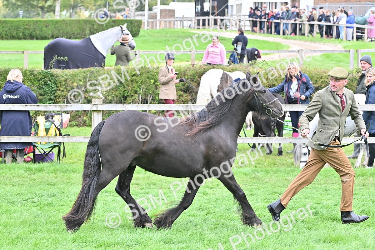 SBM_58145 - S47 - Mini Show Cob In Hand