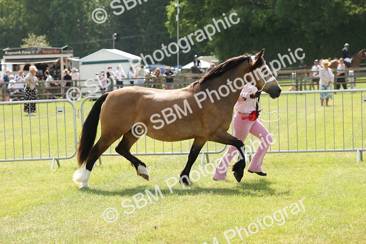 SBM_02411 - Class 6-13 - Mountatin and Moorland In Hand Welsh Breeds