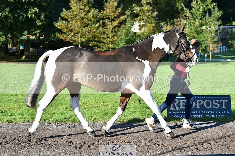 231022-102216-22442 - 508-ROCK.MELODY-Bethy.Naylor-Davis-TrotUp+SJ